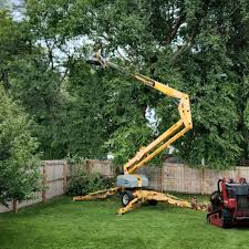 How Our Tree Care Process Works  in  Spotsylvania Courthouse, VA